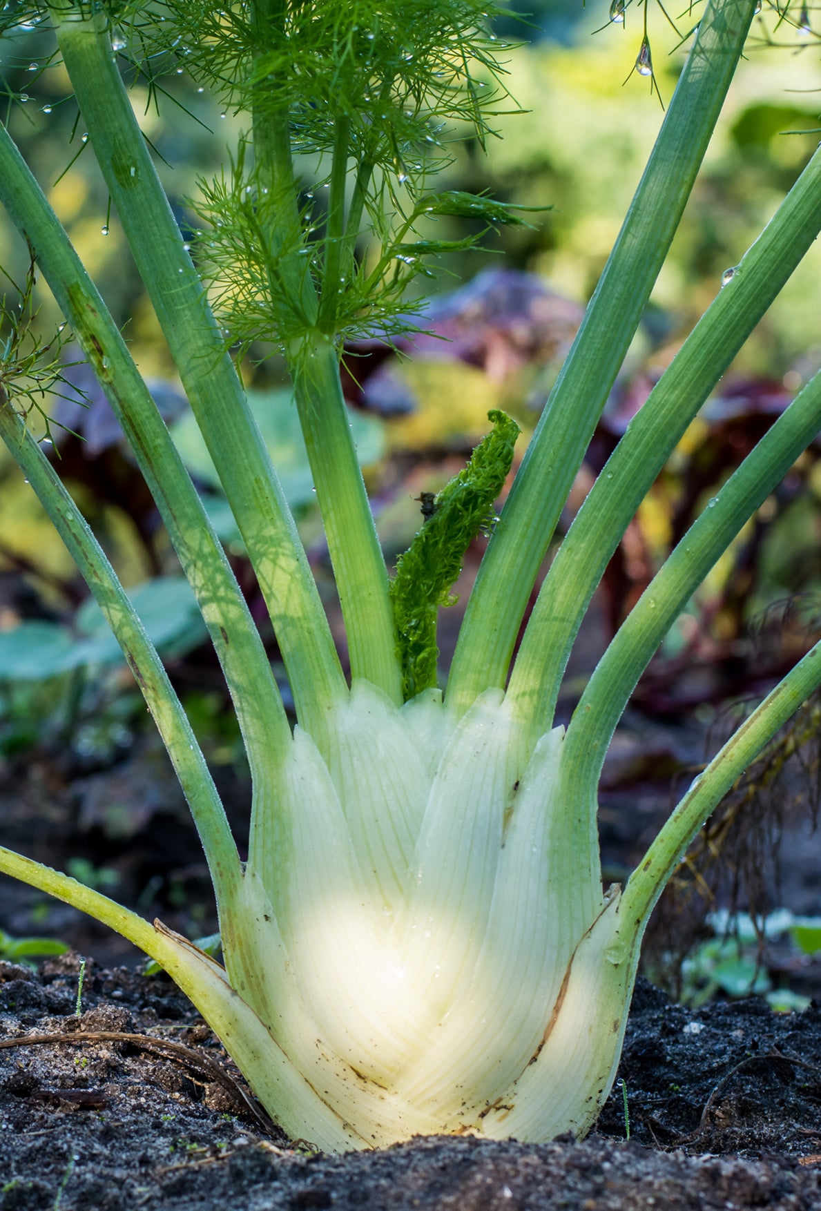 Seedeo® Knollenfenchel Fino   (Foeniculum vulgare Mill.) 80 Samen BIO