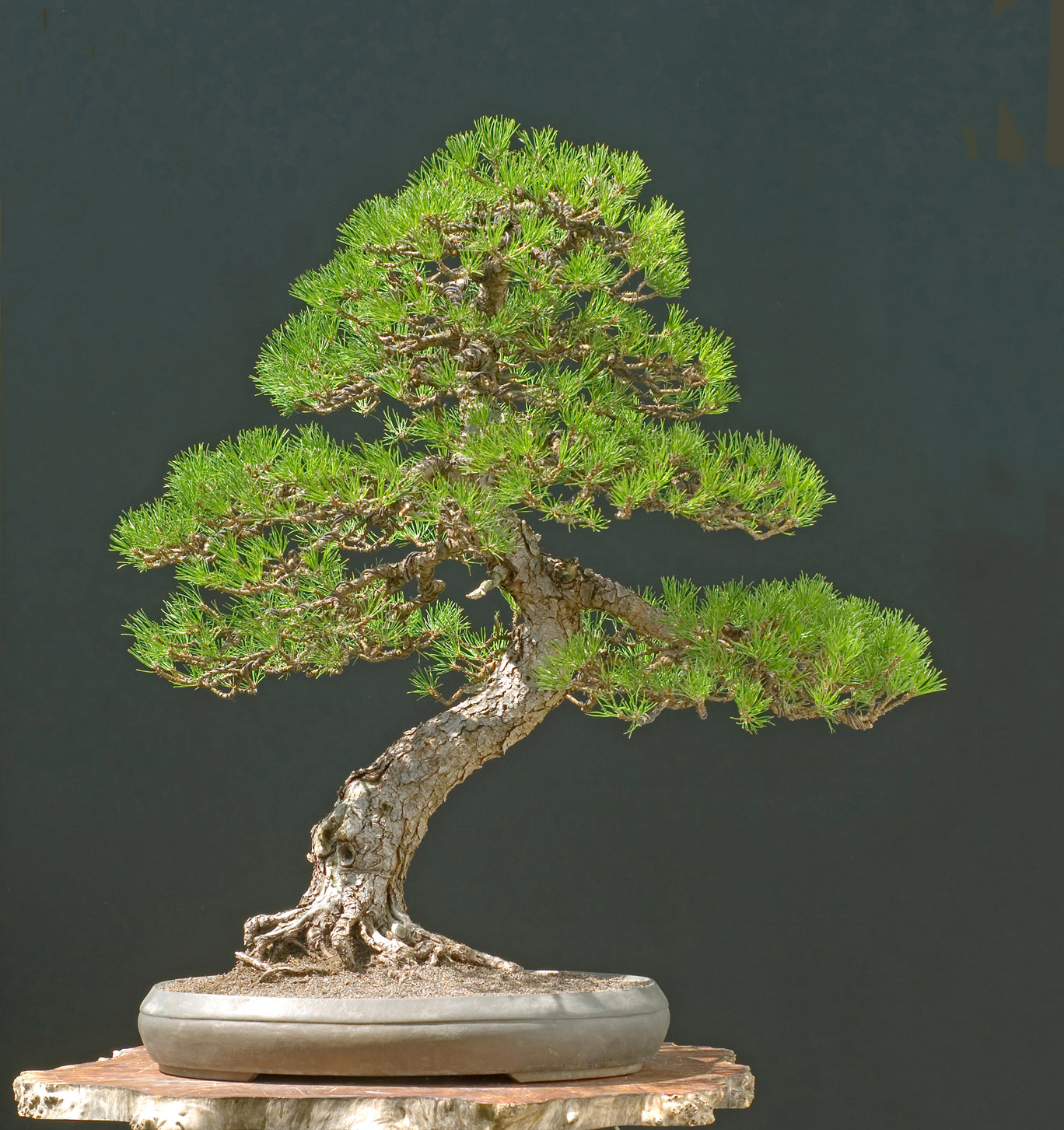 Seedeo® Bergkiefer ( Pinus mugo Rostrata Pyrenäen) Bonsai 25 Samen