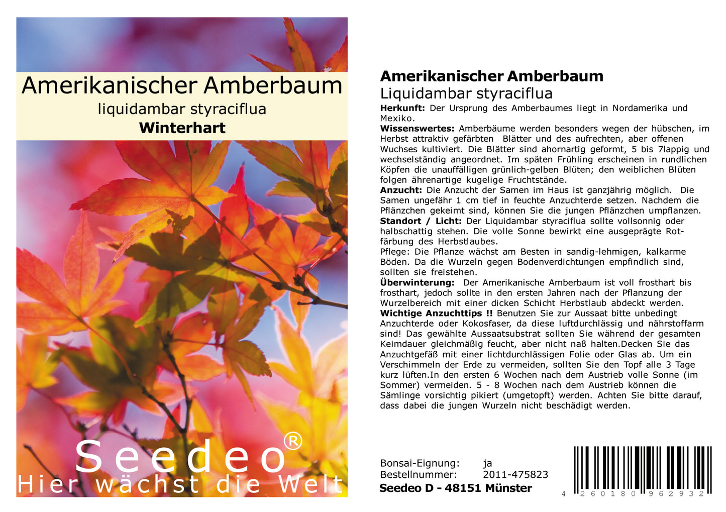 Seedeo® Amerikanischer Amberbaum (Liquidambar styraciflua) 100 Samen