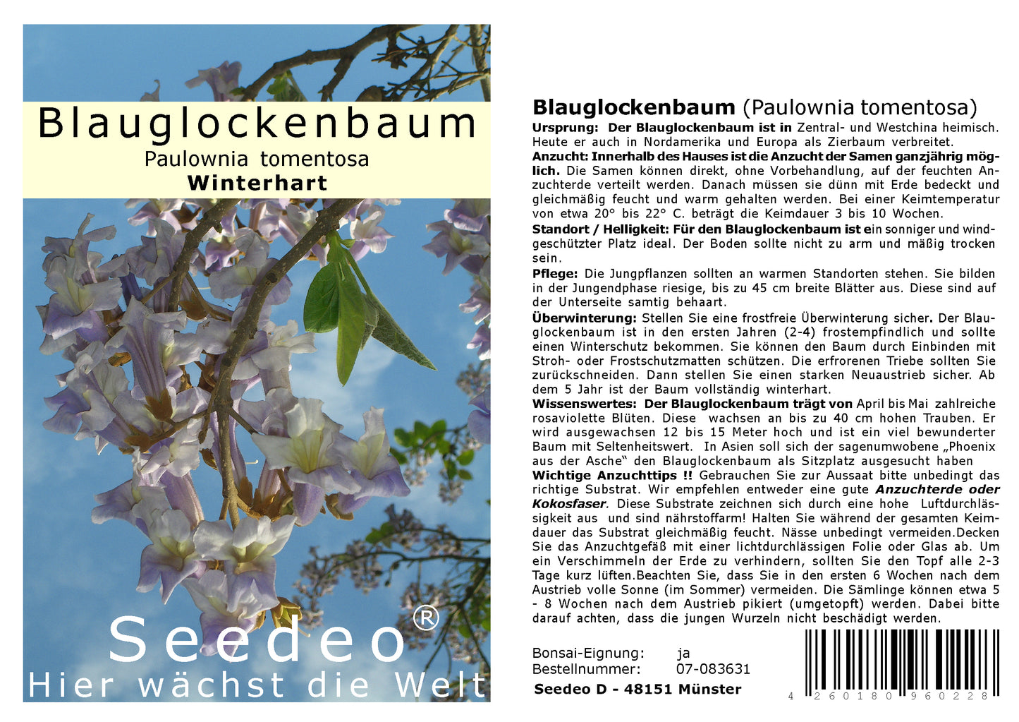 Seedeo® Blauglockenbaum - (Paulownia tomentosa)  200 Samen