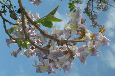 Seedeo® Blauglockenbaum (Paulownia tomentosa) Jungpflanze