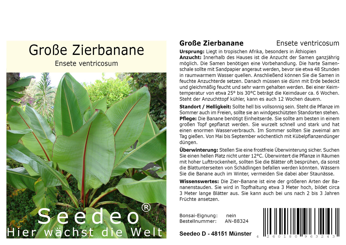 Seedeo® Große Zierbanane (Ensete ventricosum) 10 Samen