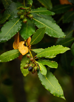 Seedeo® Gewürzlorbeerbaum (Laurus nobilis) 6 Samen