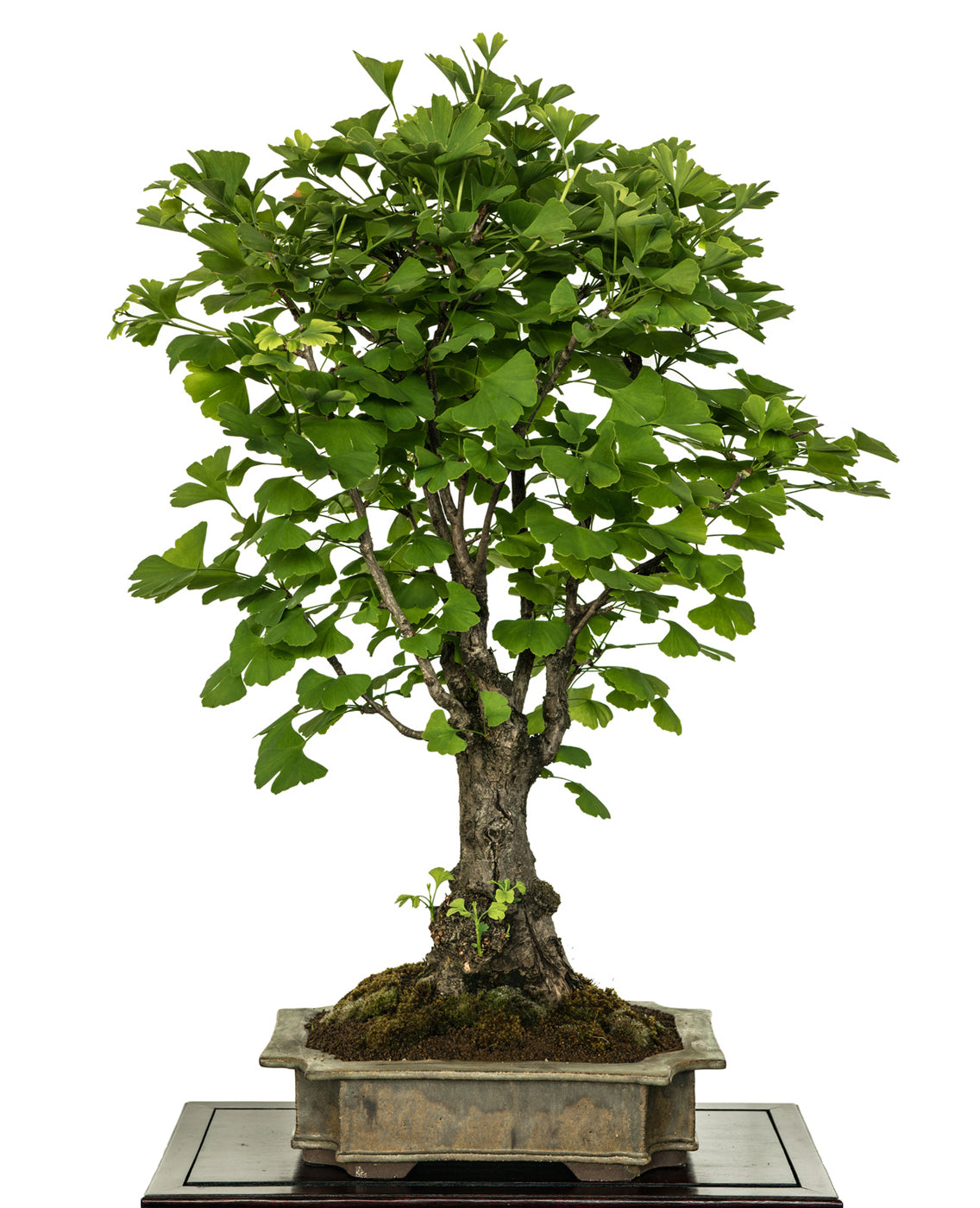 Seedeo® Ginkgo Freilandbonsai (Ginkgo biloba) Bonsai 6 Samen