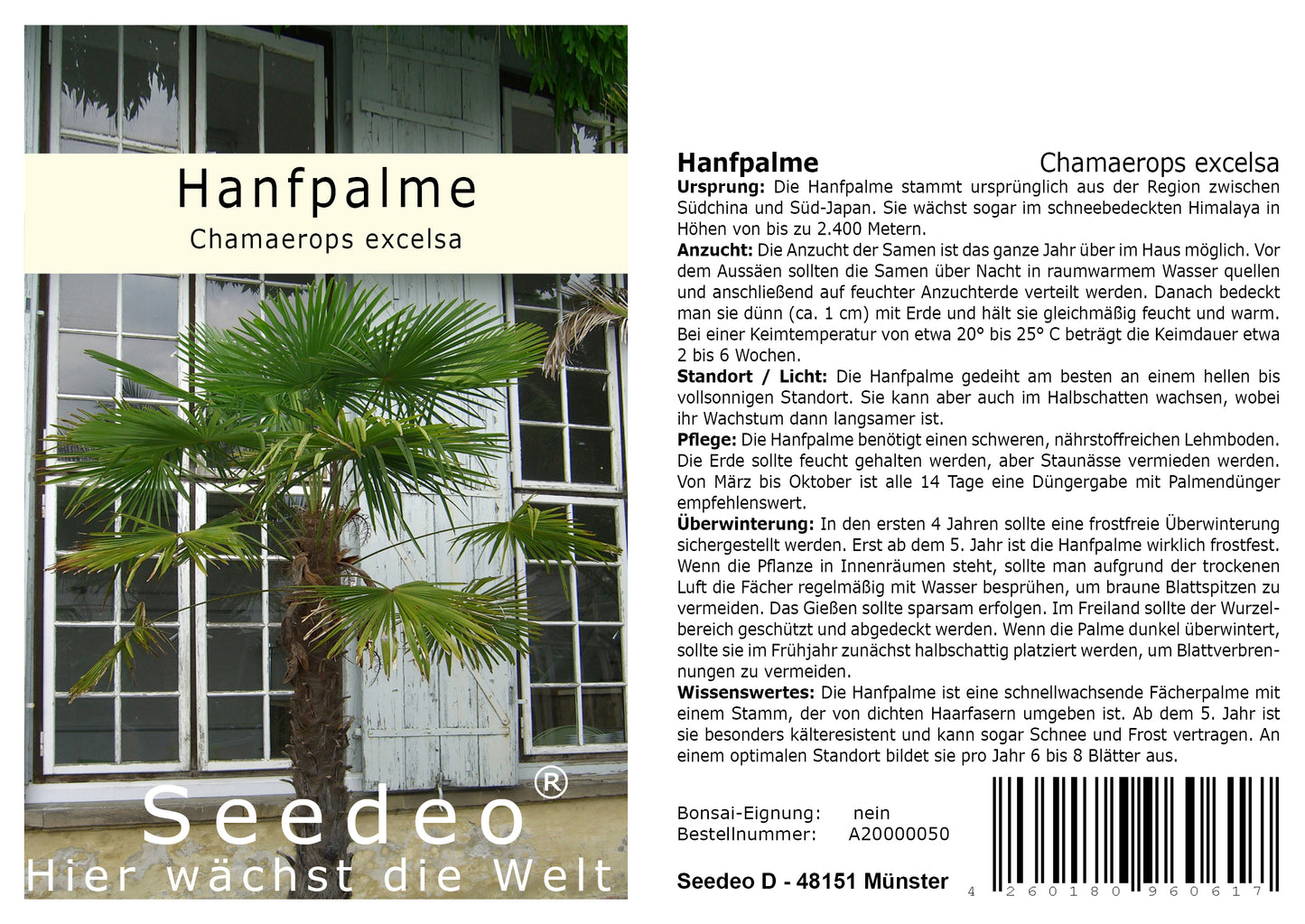 Seedeo® Hanfpalme (Chamaerops excelsa) 10 Samen