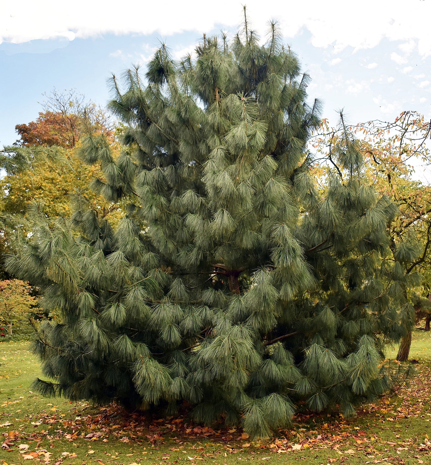 Seedeo® Tränenkiefer (Pinus wallichiana) Pflanze