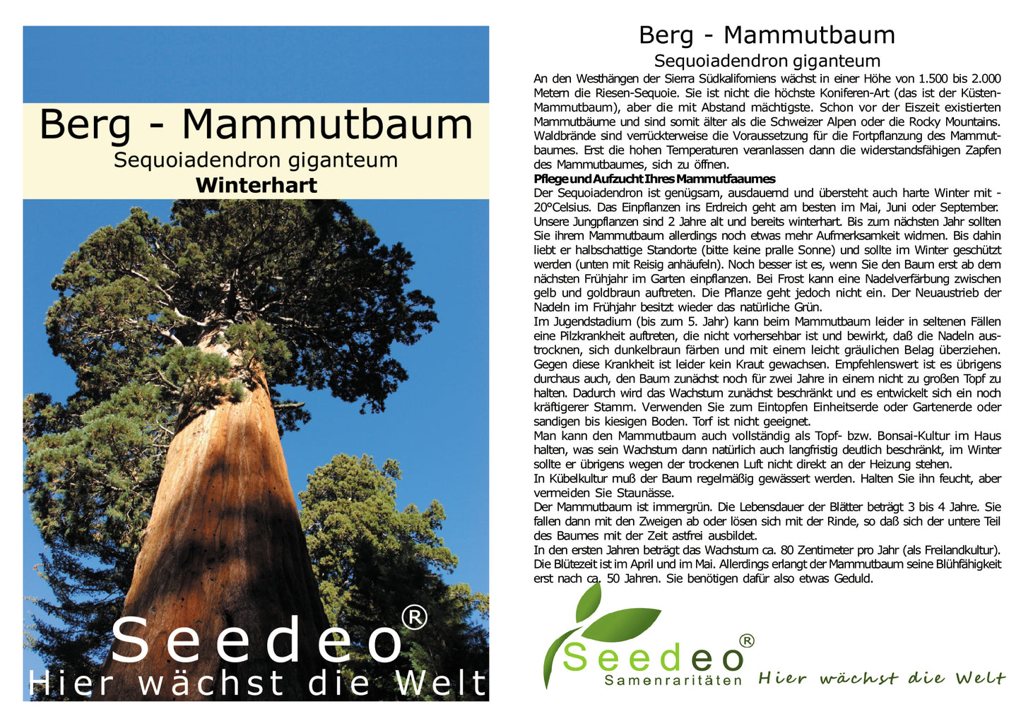 Seedeo® 3 x Pflanzen Berg - Mammutbaum (Sequoiadendron giganteum) 2 Jahre