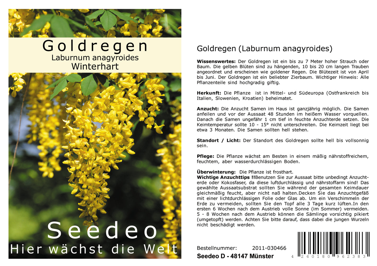 Seedeo® Goldregen (Laburnum anagyroides) 35 Samen