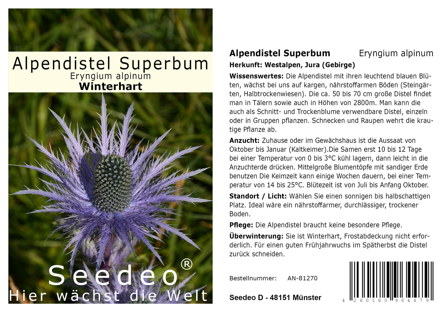 Seedeo® Alpendistel  Superbum (Eryngium alpinum) 30 Samen