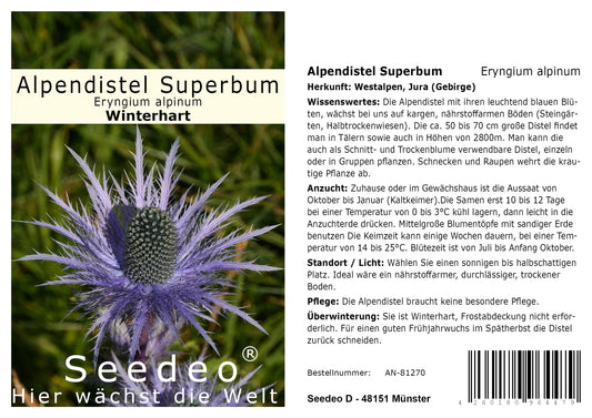 Seedeo® Alpendistel  Superbum (Eryngium alpinum) 30 Samen