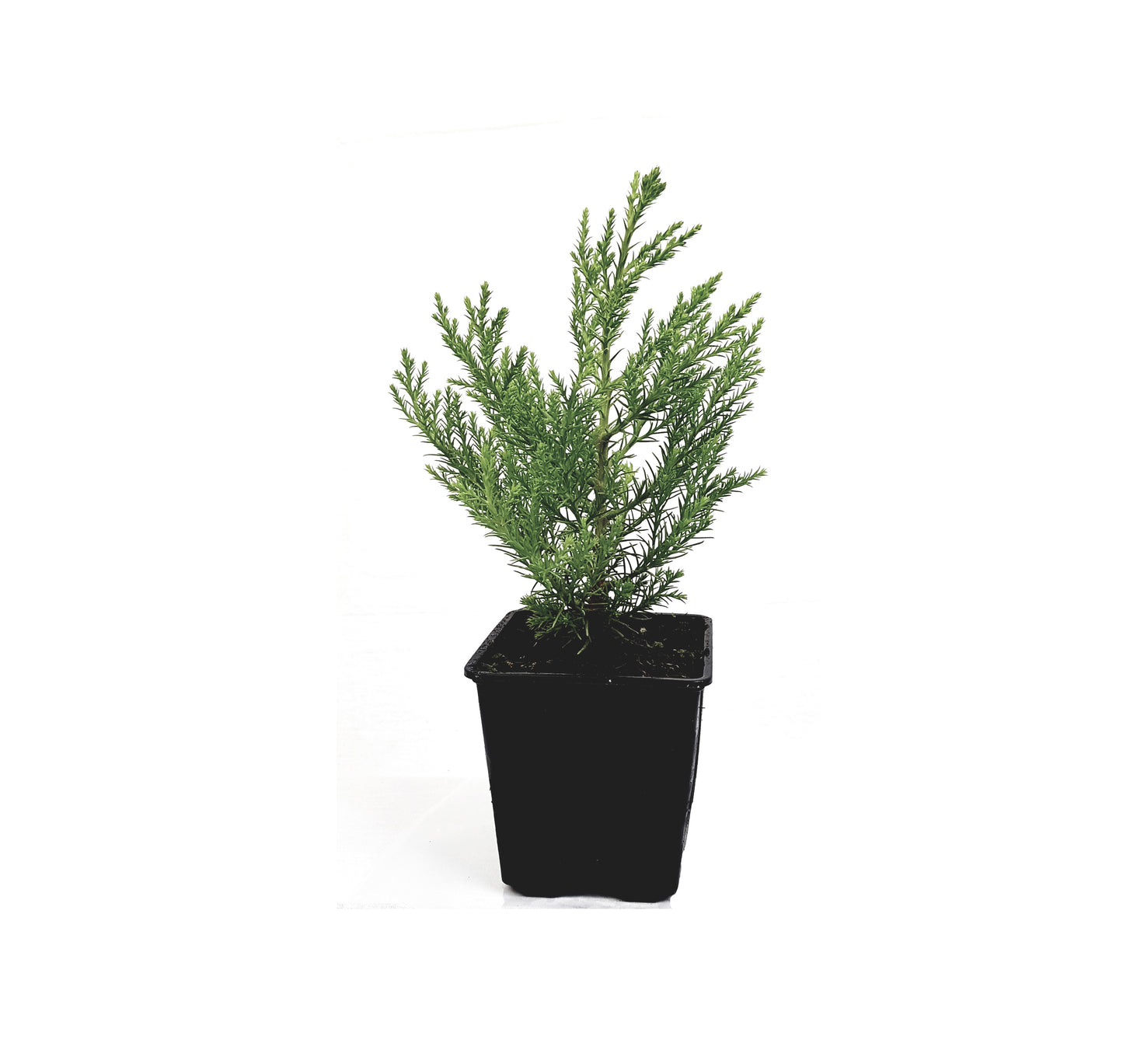 Seedeo® Berg - Mammutbaum (Sequoiadendron giganteum) Pflanze 2 Jahre Geschenkedition Topf mit Sternen