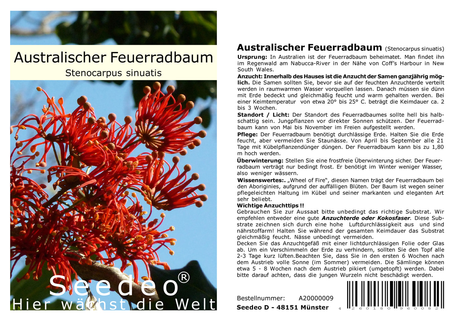 Seedeo® Australischer Feuerradbaum (Stenocarpus sinuatus) 25 Samen