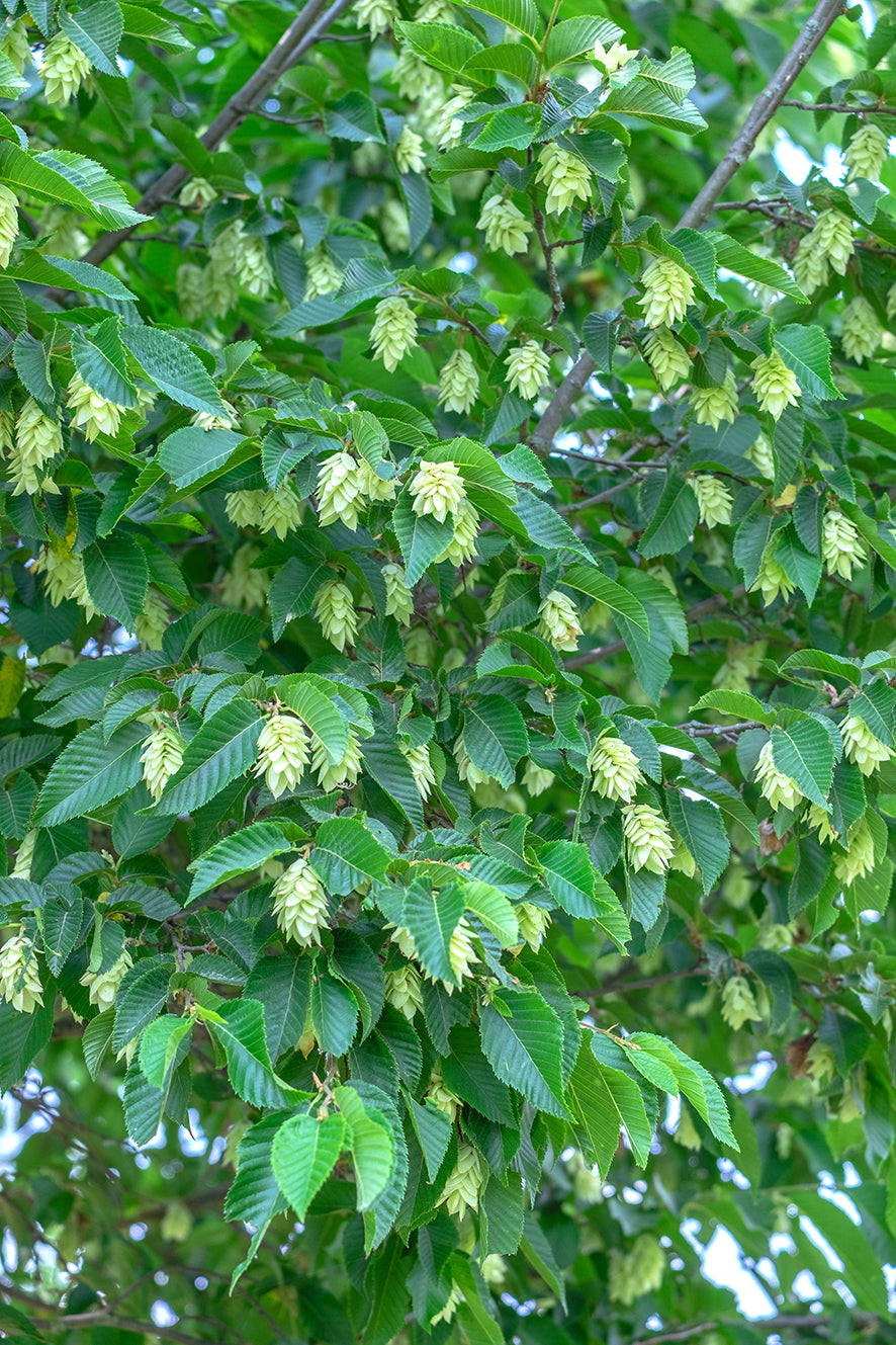 Seedeo® Europäische Hopfenbuche (Ostrya carpinifolia) ca. 30-40 cm