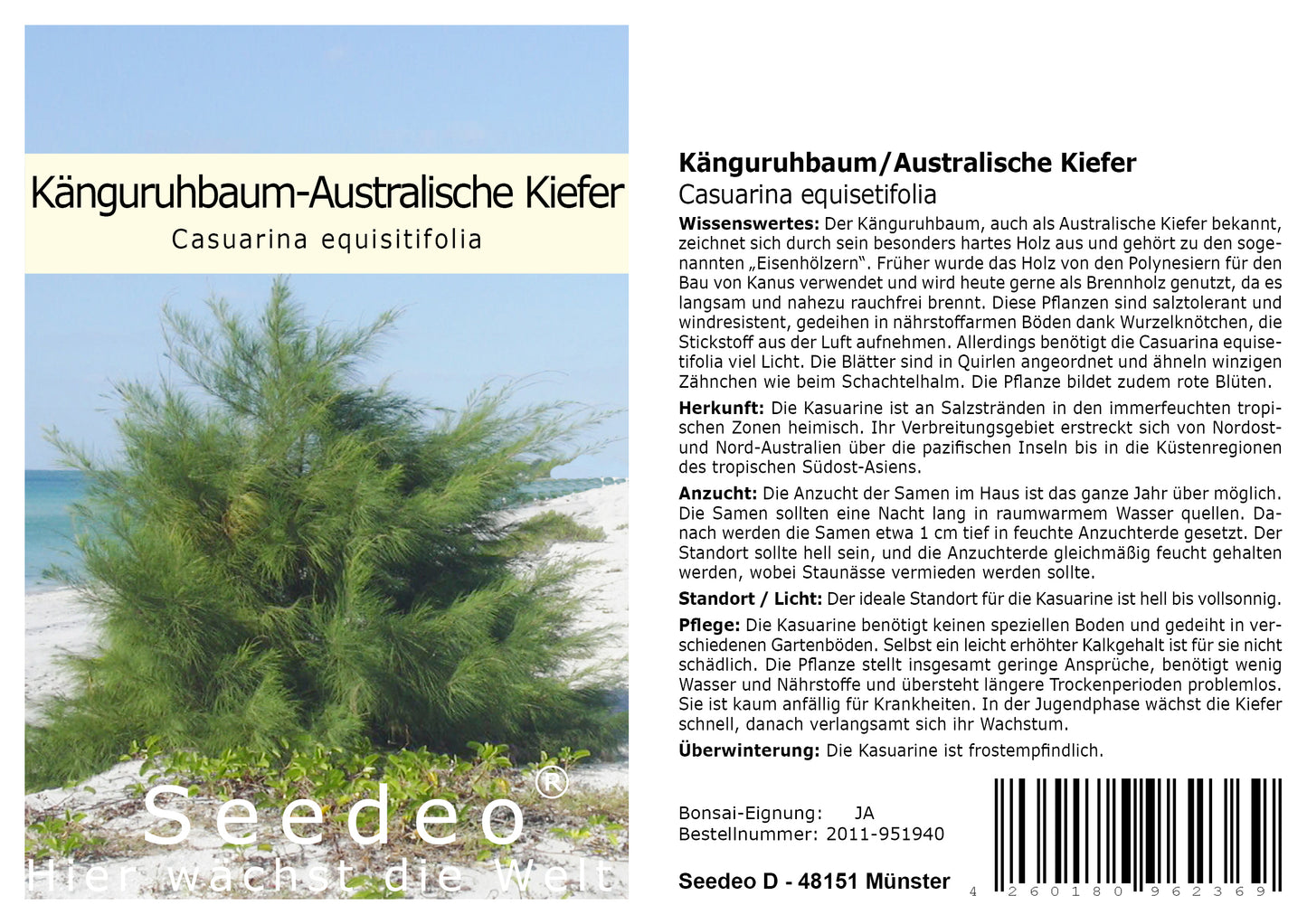 Seedeo® Känguruhbaum/Australische Kiefer (Casuarina equisitifolia) 100 Samen