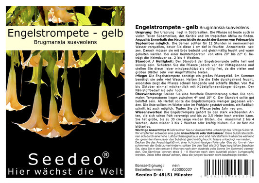 Seedeo® Engelstrompete gelb - Brugmansia suaveolens 10 Samen