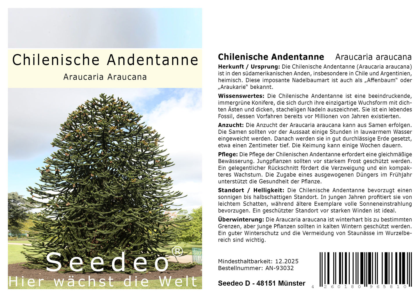 Seedeo® Chilenische Andentanne (Araucaria Araucana) 3 Samen