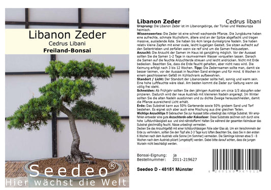 Seedeo® Libanon Zeder (Cedrus libani) Bonsai 20 Samen