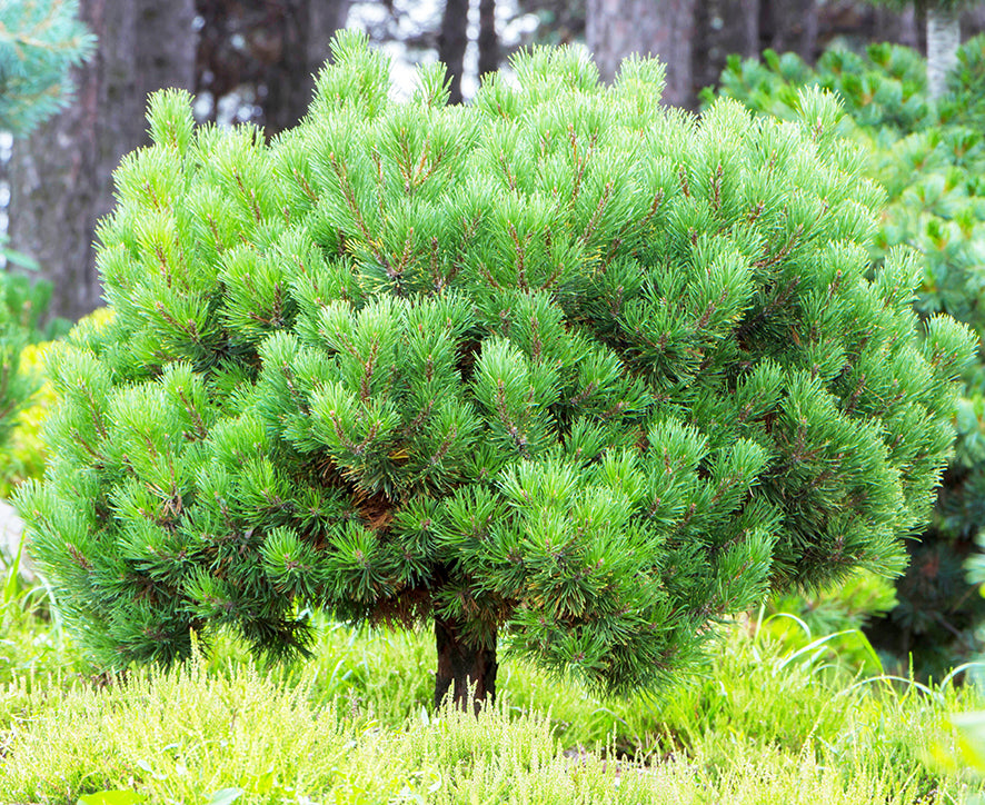 Seedeo® Zwergkiefer/Strauch-Schwarzkiefer (Pinus nigra ‚Nana‘) Pflanze ca. 25 cm