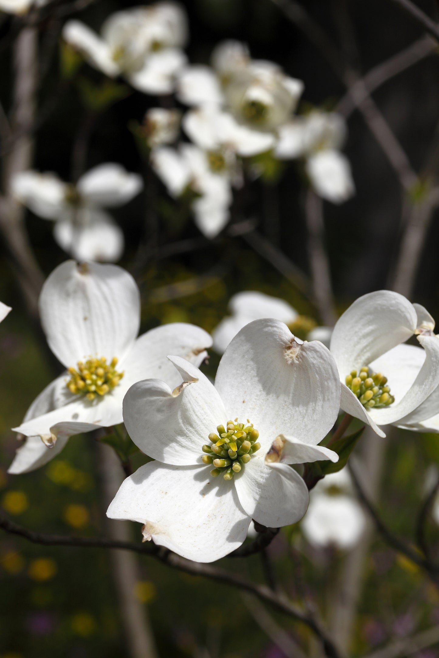 Seedeo® Amerikanischer Blumenhartriegel (Cornus florida) ca 60 cm - 80 cm hoch