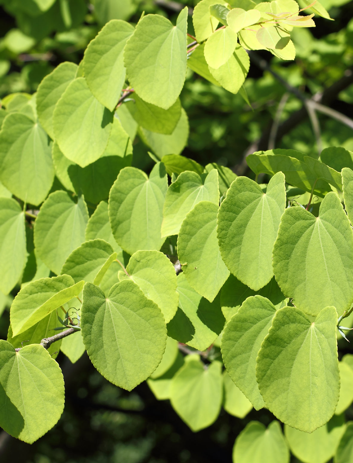 Seedeo® Lebkuchenbaum (Cercidiphyllum japonicum) Pflanze ca. 50 cm