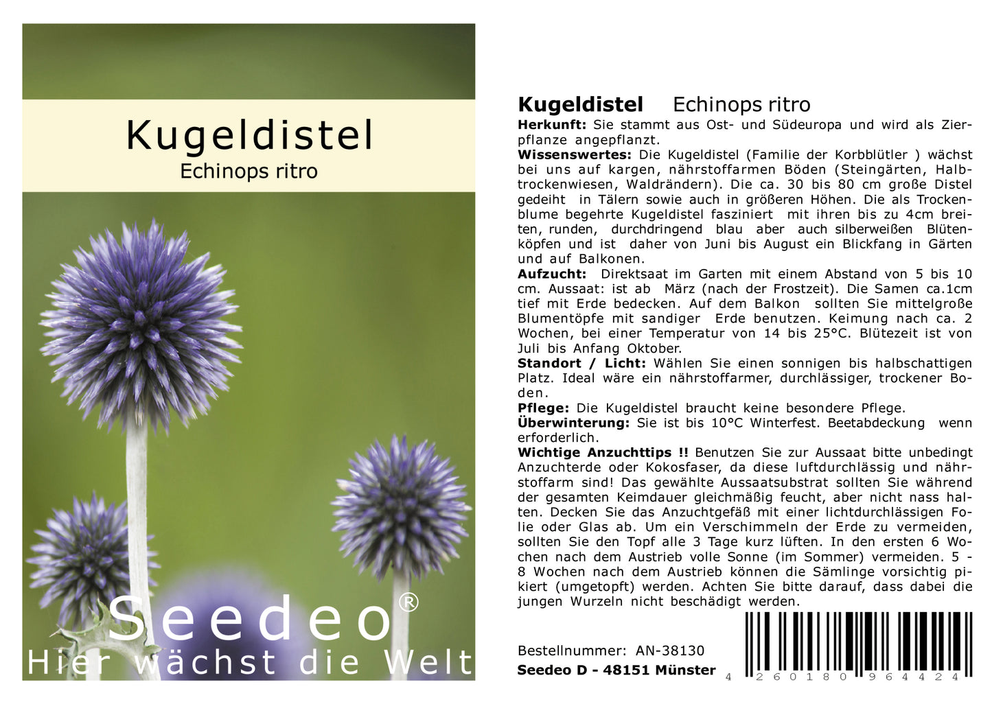 Seedeo® Kugeldistel (Echinops ritro) 25 Samen