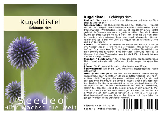 Seedeo® Kugeldistel (Echinops ritro) 25 Samen