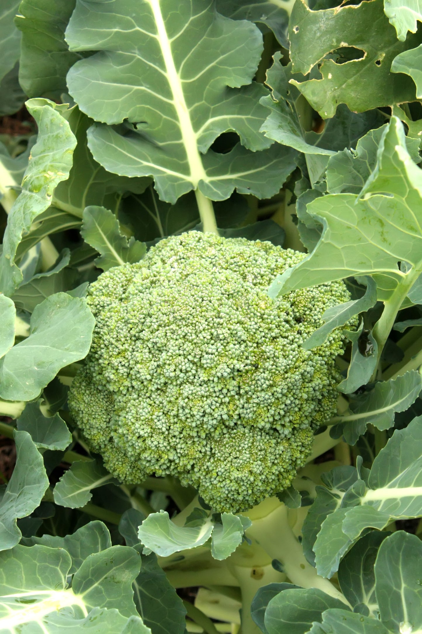 Seedeo® Broccoli Leonora (Brassica oleracea convar. botrytis var. italica) ca. 50 Samen BIO