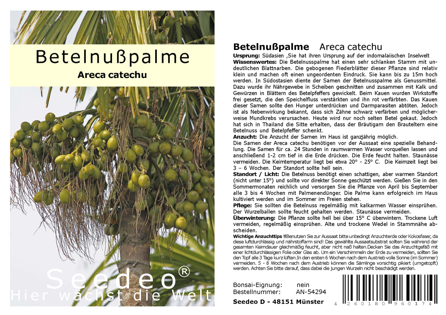 Seedeo® Betelnußpalme (Areca Catechu) 3 Samen