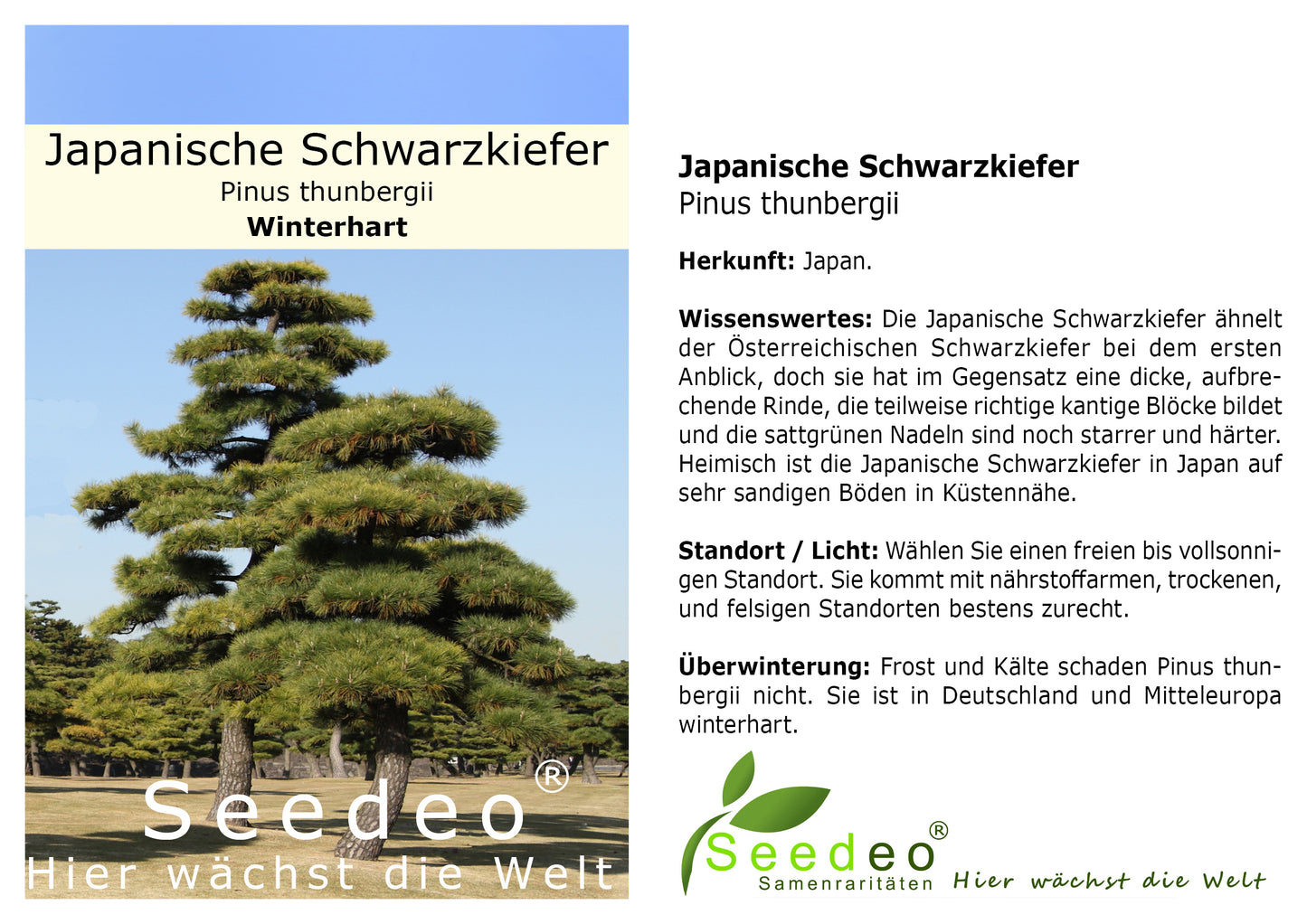 Seedeo® Japanische Schwarzkiefer (Pinus thunbergii) Pflanze ca 15cm - 25 cm