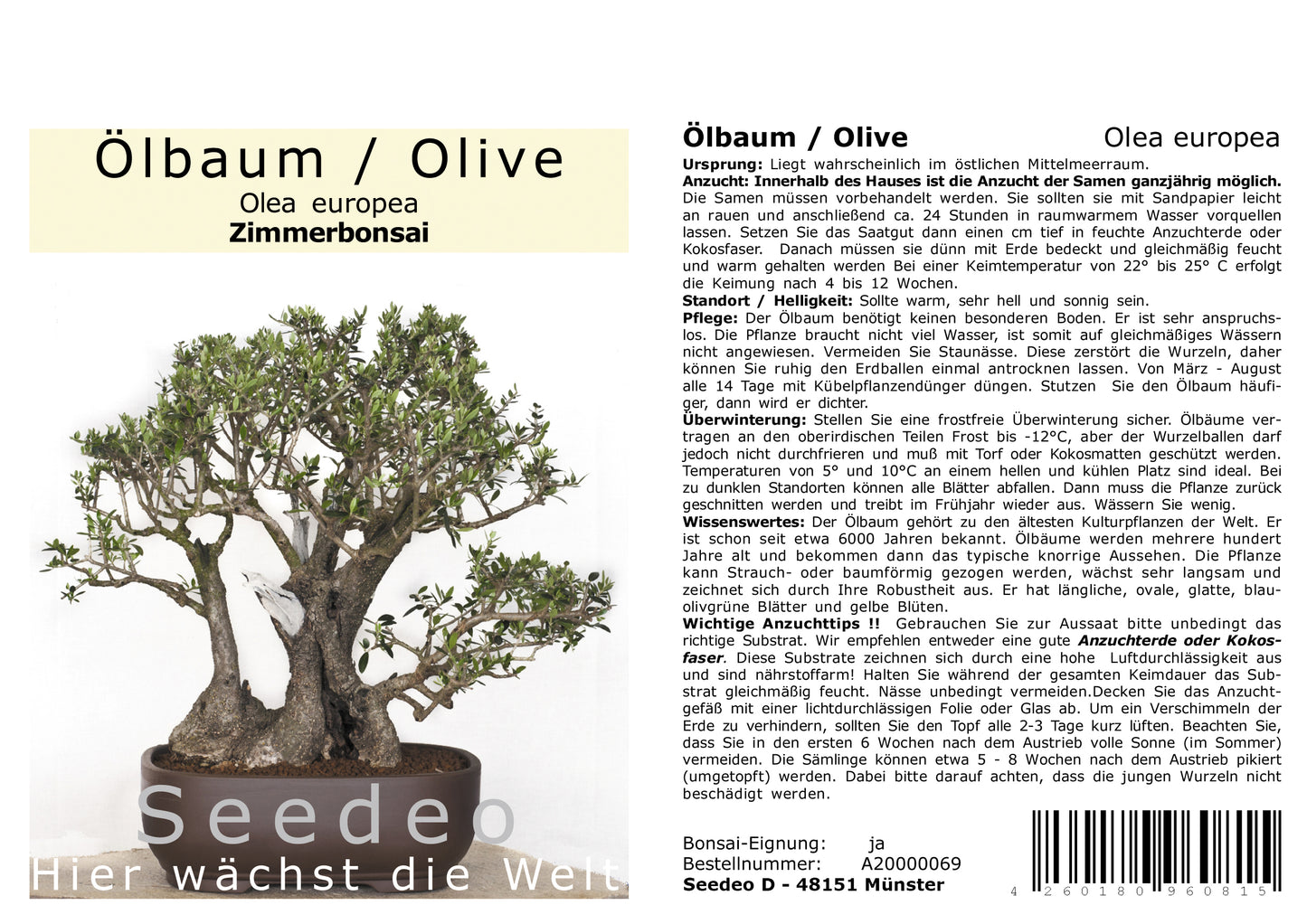 Seedeo® Ölbaum/Olive Bonsai 20 Samen