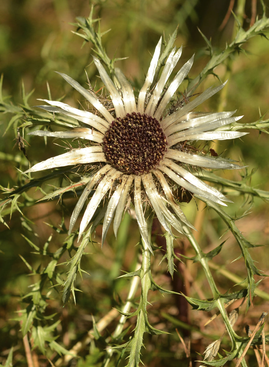 Seedeo® Silberdistel (Carlina acaulis ssp. Simplex) 30 Samen