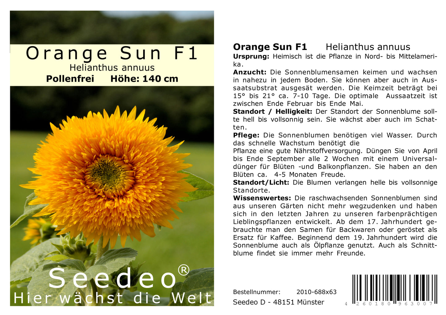 Seedeo® Sonnenblume Orange Sun (Helianthus annuus) 20 Samen