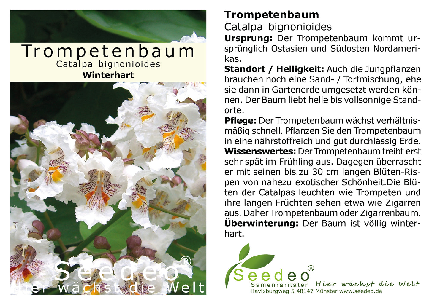 Seedeo® Trompetenbaum  Catalpa bignonioides Pflanze ca. 50 cm hoch