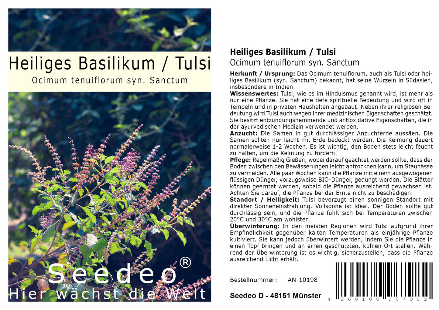 Seedeo® Heiliges Basilikum/Tulsi (Ocimum tenuiflorum syn. Sanctum) ca. 1000 Samen