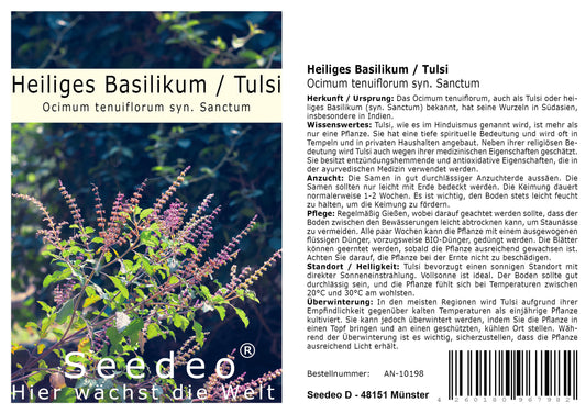 Seedeo® Heiliges Basilikum/Tulsi (Ocimum tenuiflorum syn. Sanctum) ca. 1000 Samen