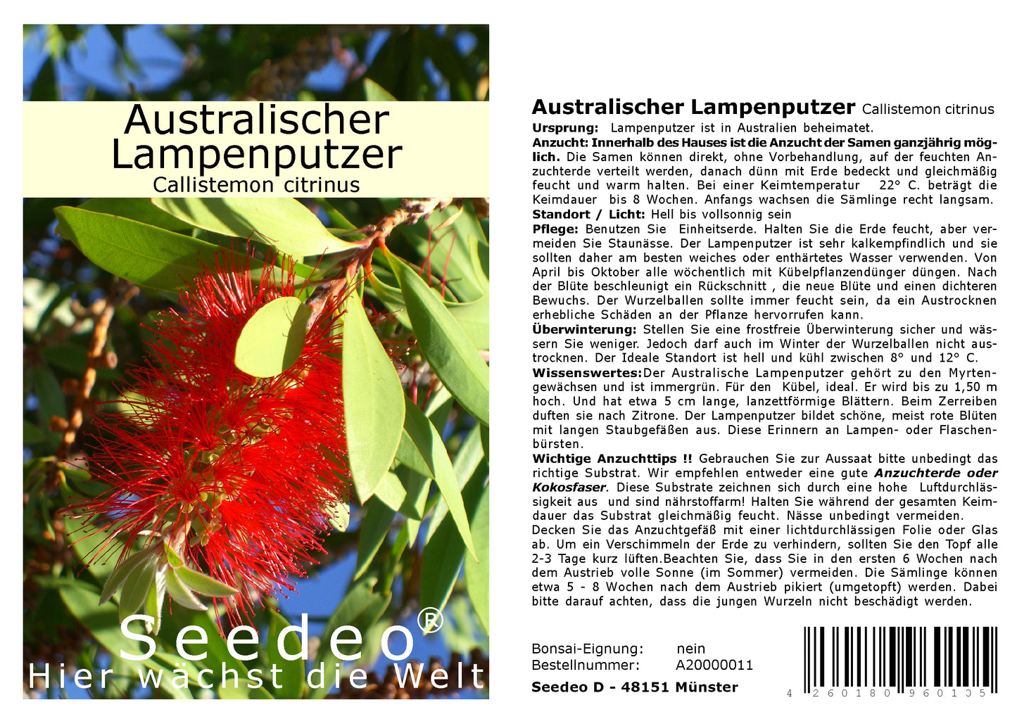 Seedeo® Australischer Lampenputzer (Callistemon citrinus) 300 Samen