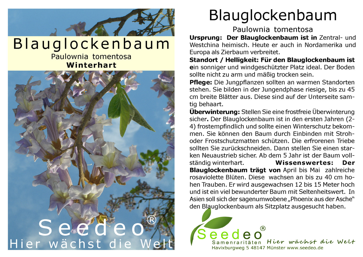 Seedeo® Blauglockenbaum (Paulownia tomentosa) Jungpflanze