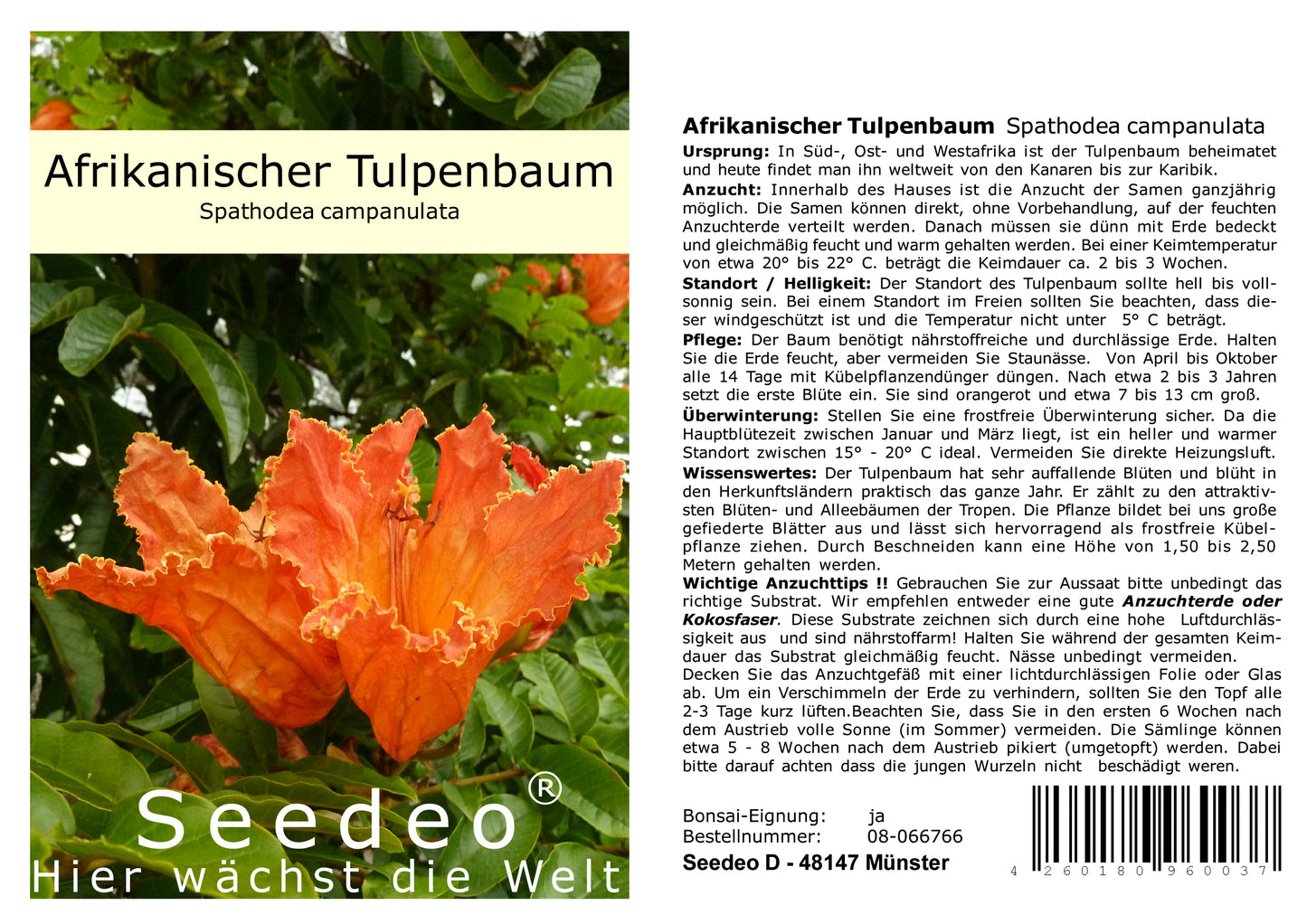 Seedeo® Afrikanischer Tulpenbaum (Spathodea campanulata) 30 Samen