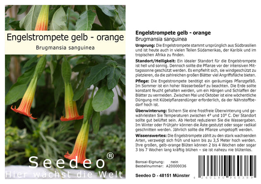 Seedeo® Engelstrompete gelb - orange - Brugmansia sanguinea 10 Samen