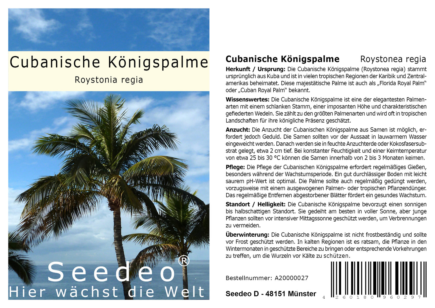 Seedeo® Cubanische Königspalme (Roystonia regia) 10 Samen