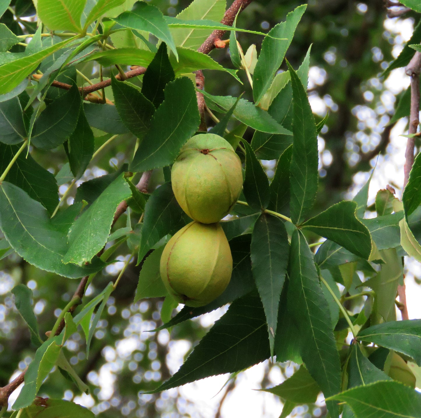 Seedeo® Pekannuss (Carya illinoinensis) ca. 20 cm - 30 cm