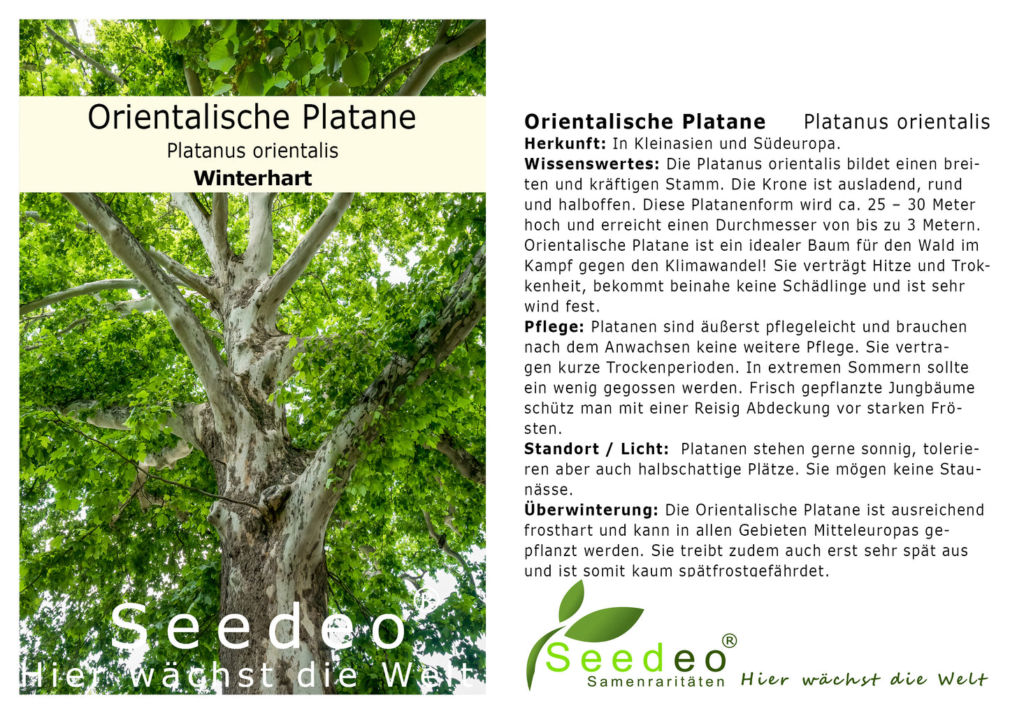 Seedeo® Orientalische Platane (Platanus orientalis) Pflanze ca. 60 cm hoch