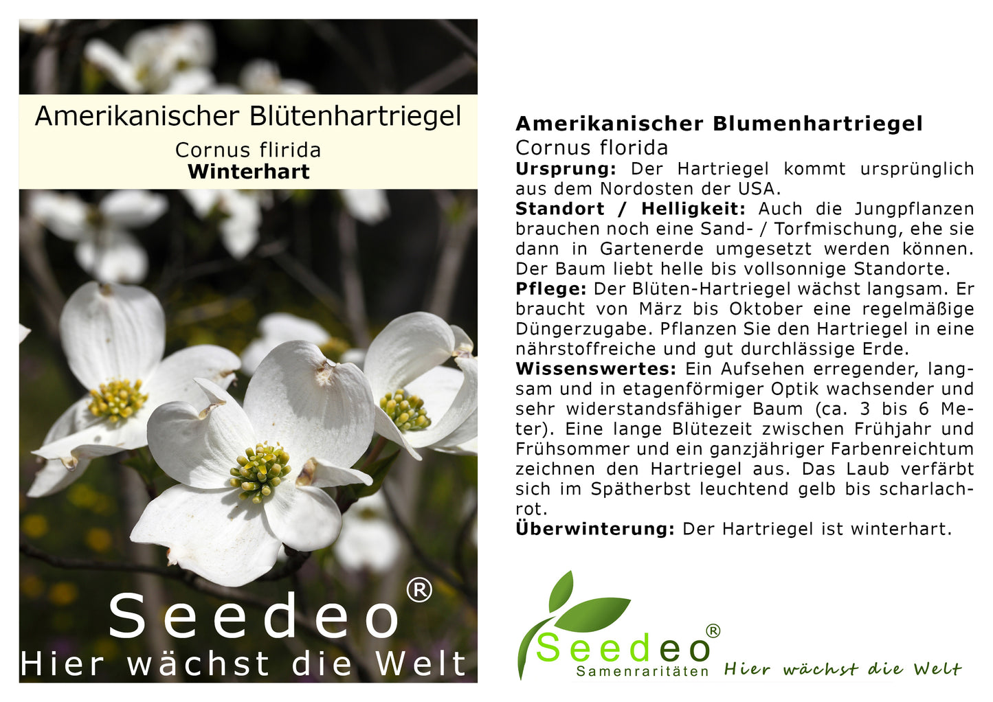 Seedeo® Amerikanischer Blumenhartriegel (Cornus florida) ca 60 cm - 80 cm hoch