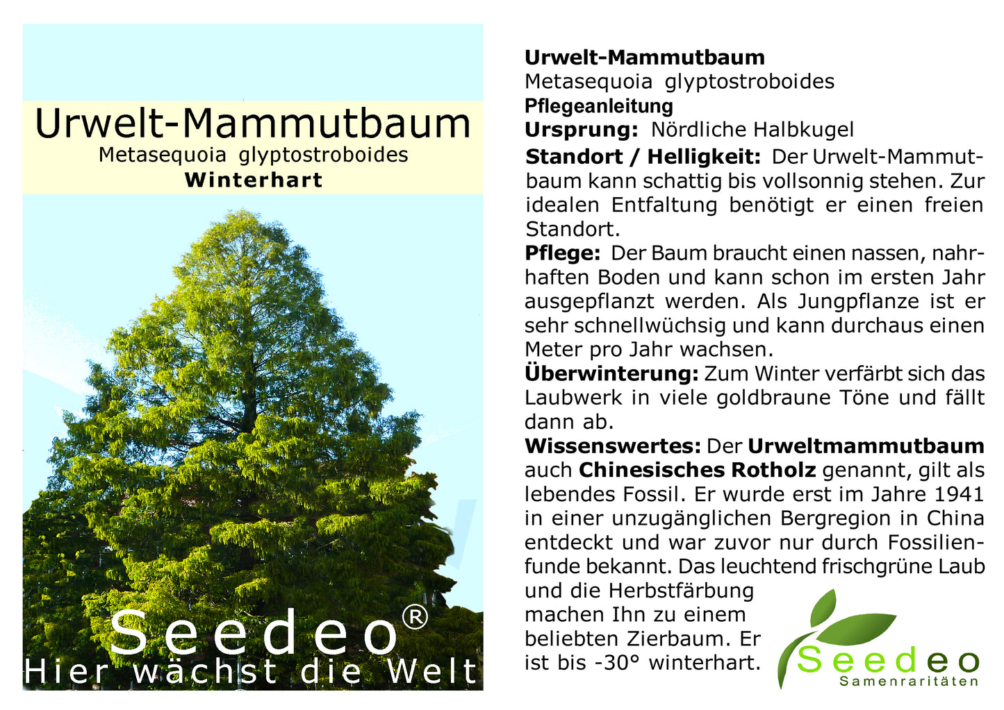 Seedeo® Urwelt-Mammutbaum (Metasequoia glyptostroboides) Pflanze 2,5 Jahre alt