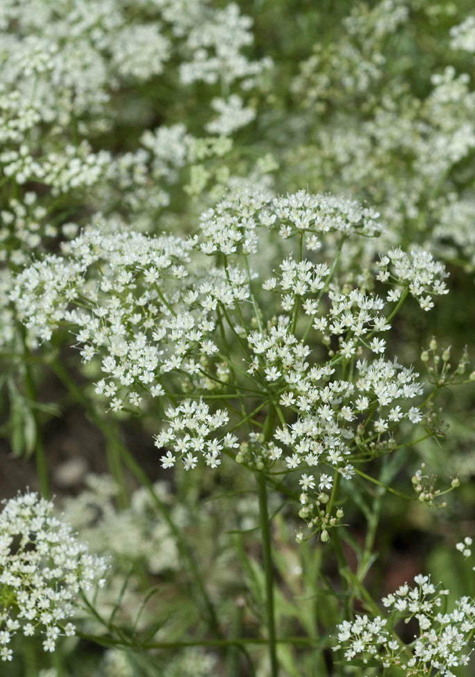 Seedeo® Anis (Pimpinella anisum) 100 Samen