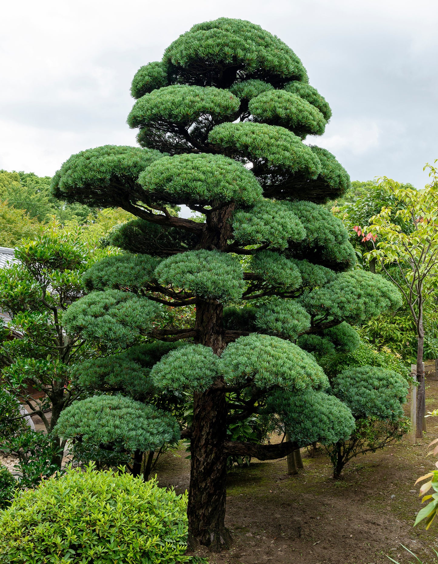 Seedeo® Mädchenkiefer (Pinus parviflora) Pflanze ca. 20 cm - 30 cm …