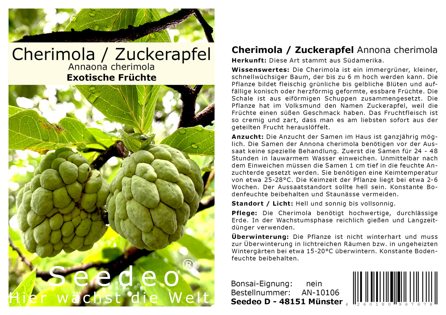 Seedeo® Cherimola/Zuckerapfel (Annona cherimola) 10 Samen