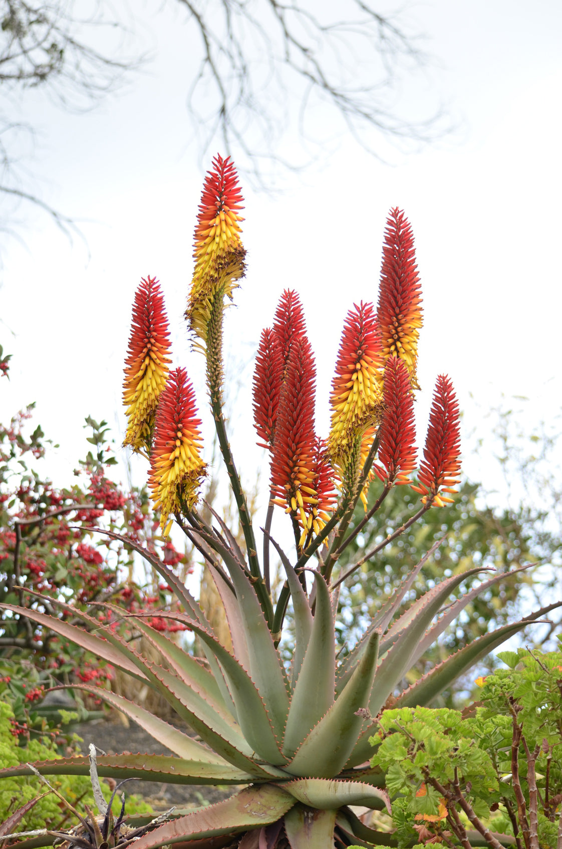 Seedeo® Feuer-Aloe (Aloe ferox) 10 Samen