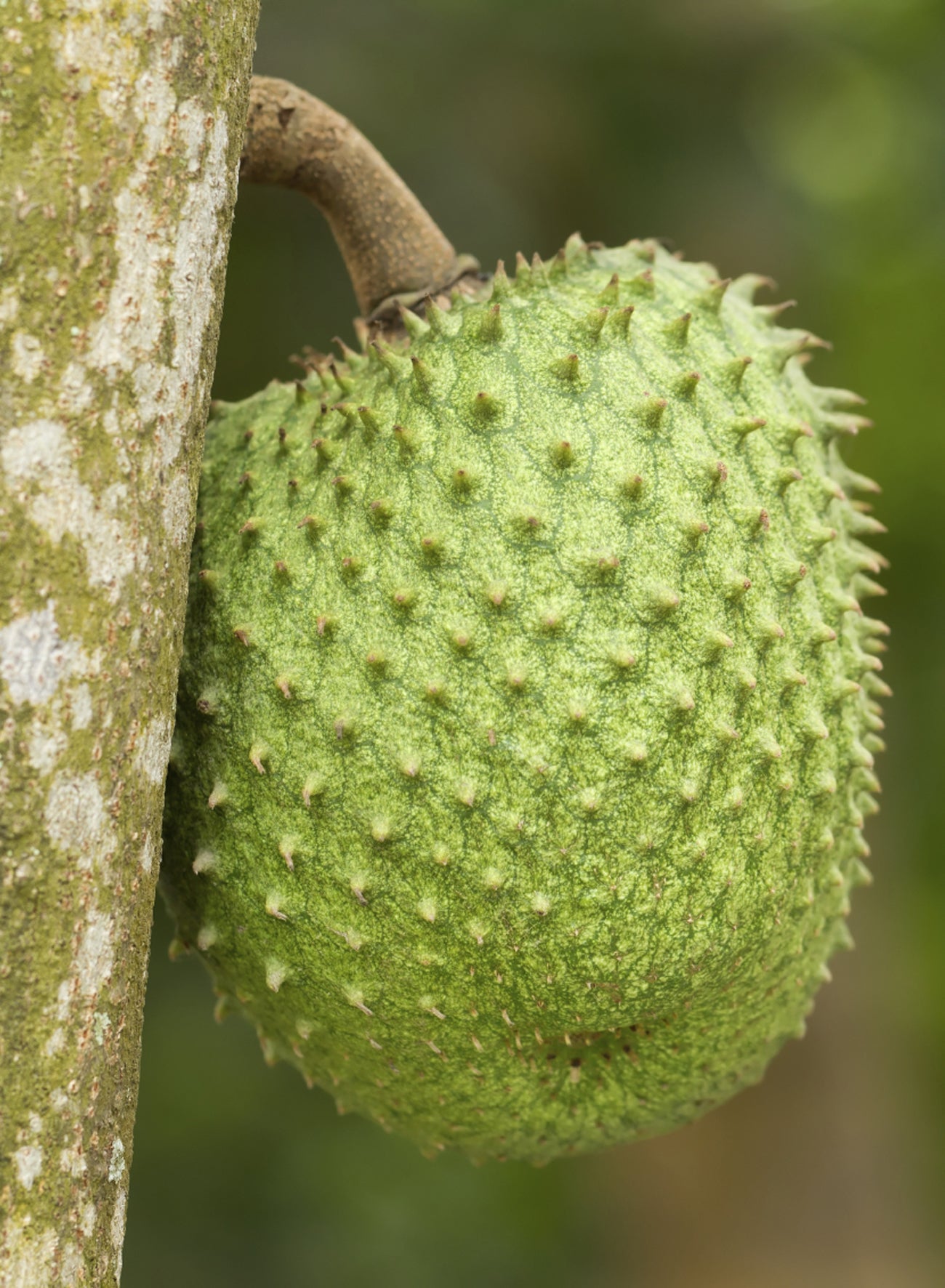 Seedeo® Guanabana Annona muricata 13 Samen