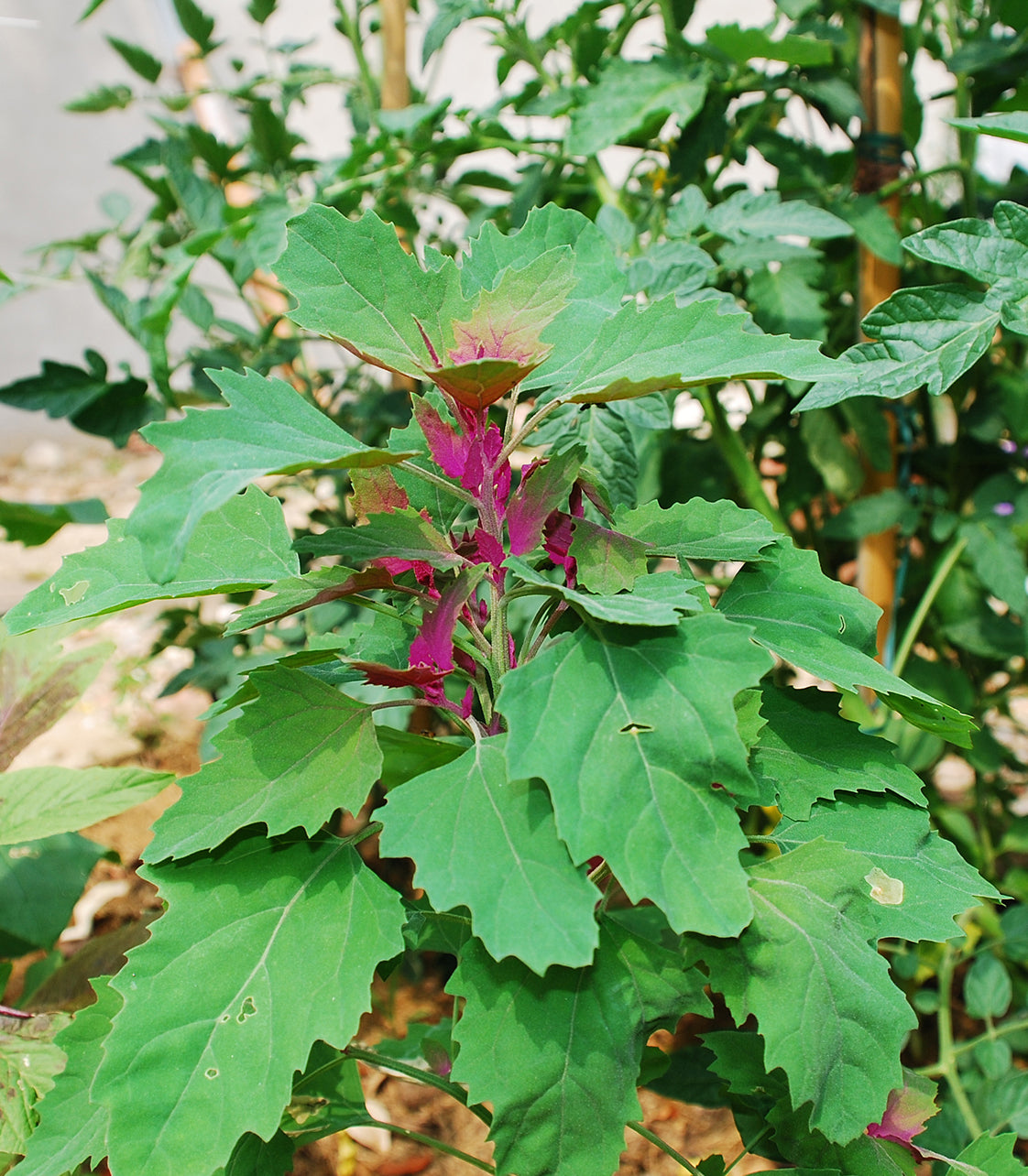 Seedeo® Baumspinat (Chenopodium giganteum) ca 200 Samen BIO